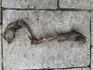 Rick Dees Instagram - I found this animal’s leg on my patio this morning. Can you guess what animal it was? Please don’t say it reminds you of my career.😃