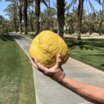 Rick Dees Instagram - Big lemon or small hands… you tell me… 👌🍋