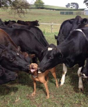 Rick Dees Instagram - So.. A couple of cows were smoking a joint and playing cards.
That’s right, the steaks were pretty high. 😄