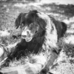 Rick Malambri Instagram - Sweet sweet Kali, You were cherished more than you’ll ever know. A living light that shined so extraordinarily bright. All you ever wanted was to love and be loved on. You brought the biggest smiles to our faces, even on our darkest of days. We will miss you tremendously, beautiful baby girl. Rest In Peace, we love you. ❤️