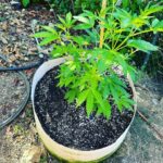 Ricki Lake Instagram - The babies are a’ growing. 💚🌱🪴💚 #cannabisismedicine #weedthepeople #rickilakeandbake
