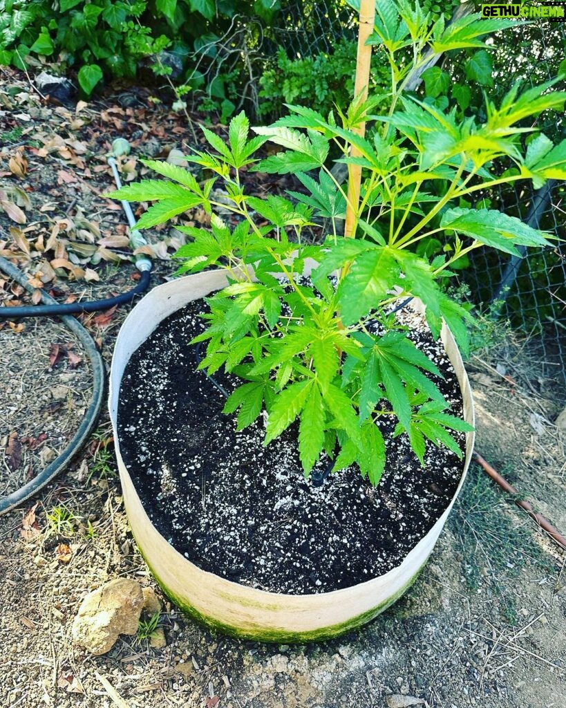 Ricki Lake Instagram - The babies are a’ growing. 💚🌱🪴💚 #cannabisismedicine #weedthepeople #rickilakeandbake