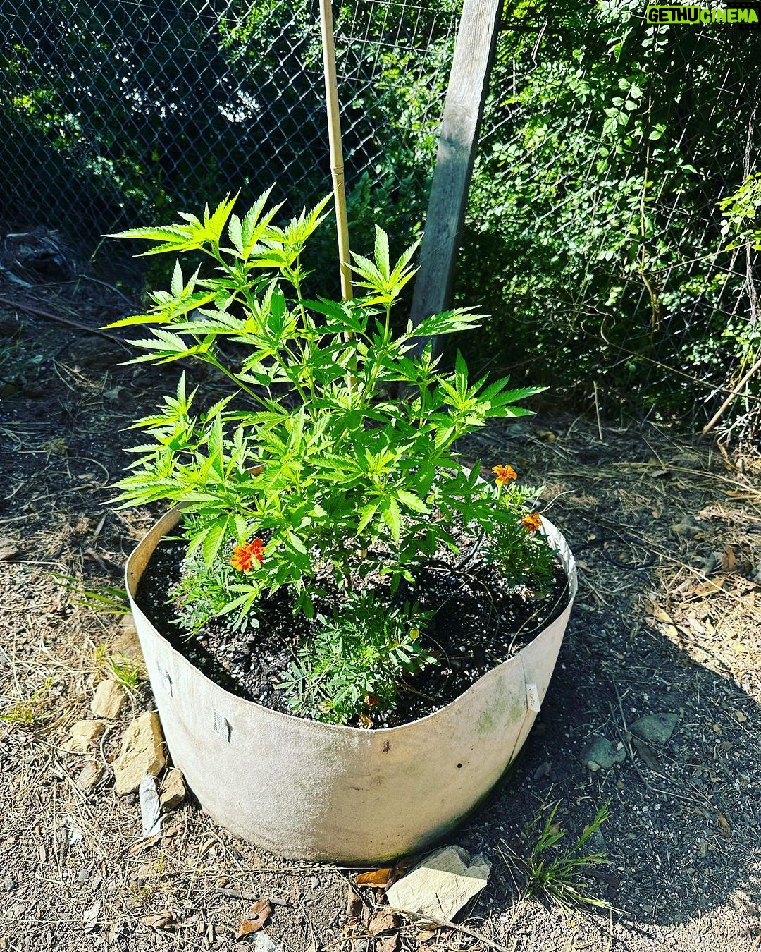 Ricki Lake Instagram - The babies are aâ growing. ððąðŠīð #cannabisismedicine #weedthepeople #rickilakeandbake
