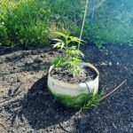 Ricki Lake Instagram - The babies are a’ growing. 💚🌱🪴💚 #cannabisismedicine #weedthepeople #rickilakeandbake