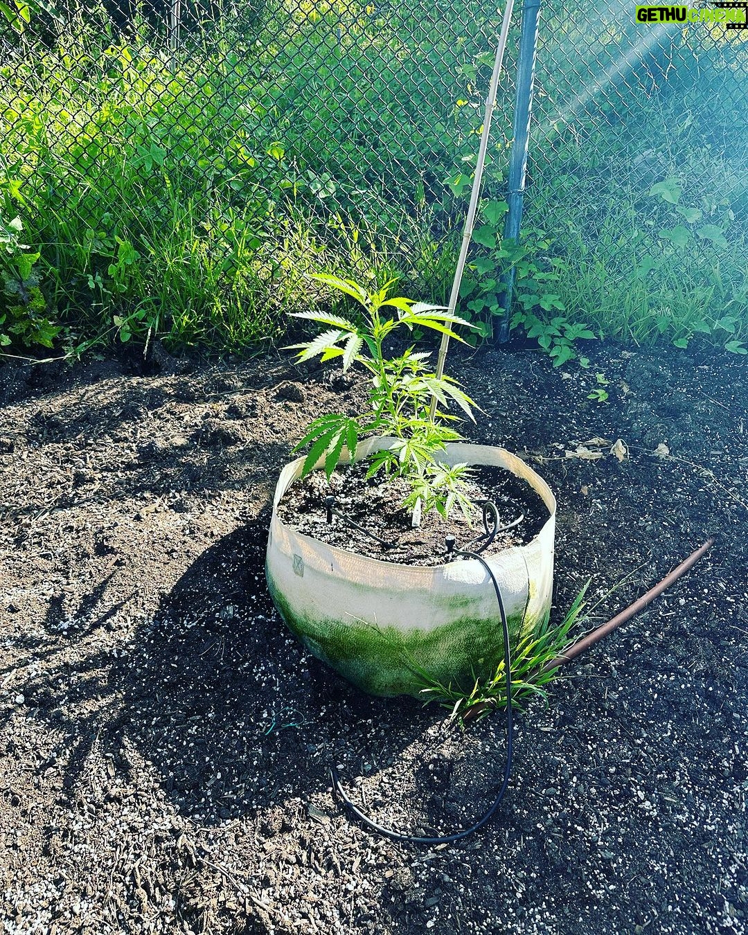 Ricki Lake Instagram - The babies are aâ growing. ððąðŠīð #cannabisismedicine #weedthepeople #rickilakeandbake
