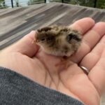 Ricki Lake Instagram - Baby quail made it through the night! 🙌🙌🙌❤️ Home Sweet Home