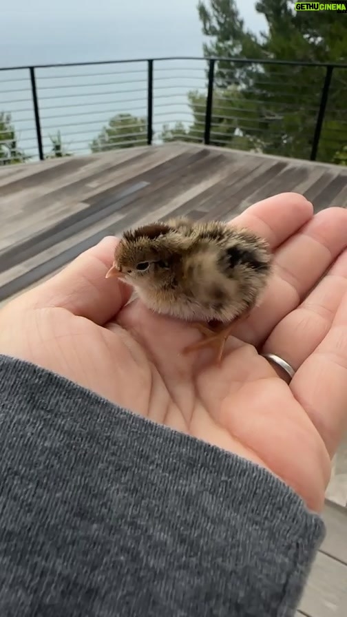 Ricki Lake Instagram - Baby quail made it through the night! 🙌🙌🙌❤ Home Sweet Home