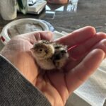Ricki Lake Instagram - Thank you all for the support and suggestions. It’s a California Quail. I’m taking it to a wildlife rescue when they open tomorrow am. For now the baby is cozy and warm on my heated PEMF mat. (Thanks @higherdose!) I love it so much. (The mat and the baby bird.) ♥️ g’night. 🥰