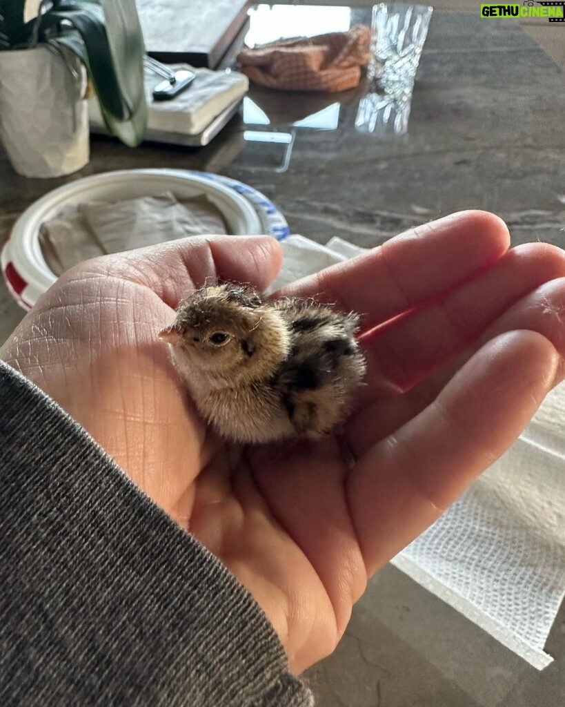 Ricki Lake Instagram - Thank you all for the support and suggestions. It’s a California Quail. I’m taking it to a wildlife rescue when they open tomorrow am. For now the baby is cozy and warm on my heated PEMF mat. (Thanks @higherdose!) I love it so much. (The mat and the baby bird.) ♥️ g’night. 🥰