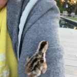 Ricki Lake Instagram - Found a baby bird. 🥲🥲🥲