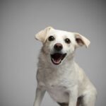 Ricki Lake Instagram - Happy 1 year ‘gotcha day’ to our beloved rescue Dolly. Thank you @dogswithoutborders for saving her and her 5 pups from a high kill shelter. Our lives are infinitely better with dolly in it. Grateful for the incredible fosters who made our family complete. ♥️ #adoptdontshop After/before oh how far you’ve come.