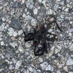 Ricki Lake Instagram - Speaking of bugs…. 🪳 Guys, help me out, WTF is this? Just when I start hiking again… and just outside my driveway, is this what I think it is? 🫣🫣🫣🙏