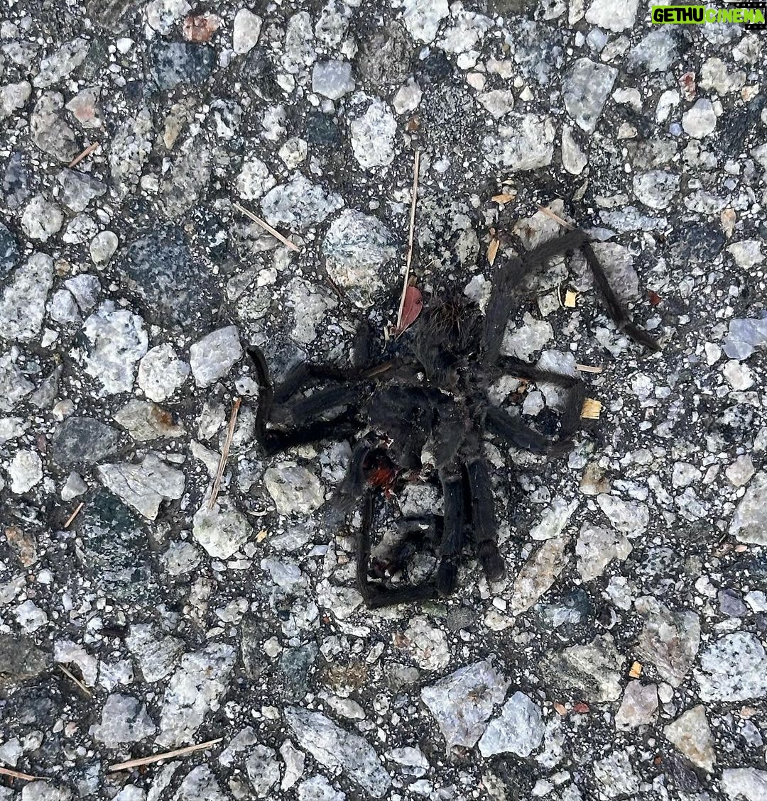Ricki Lake Instagram - Speaking of bugs…. 🪳 Guys, help me out, WTF is this? Just when I start hiking again… and just outside my driveway, is this what I think it is? 🫣🫣🫣🙏