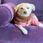 Ricki Lake Instagram - Dolly’s in a #mood. 11:11 ♥️