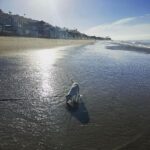 Ricki Lake Instagram - The bad days are long gone for this rescue dog. #adoptdontshop #joy #peace ♥️ Malibu Beach
