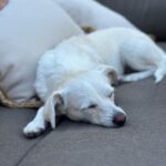 Ricki Lake Instagram – The bad days are long gone for this rescue dog.

#adoptdontshop 
#joy #peace ♥️ Malibu Beach