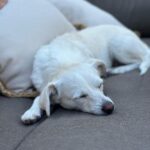 Ricki Lake Instagram - The bad days are long gone for this rescue dog. #adoptdontshop #joy #peace ♥️ Malibu Beach