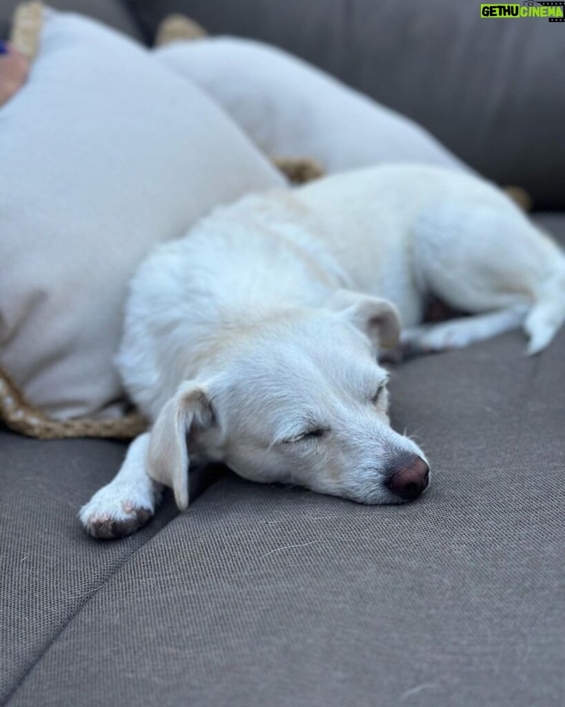 Ricki Lake Instagram - The bad days are long gone for this rescue dog. #adoptdontshop #joy #peace ♥️ Malibu Beach