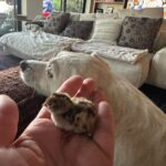 Ricki Lake Instagram - Baby Quail UPDATE : Brought the baby this morning to the California Wildlife Center in Calabasas. Truth, I really wanted to keep it. We had most definitely bonded, but in the end, I knew it had the best chance of surviving with the professionals. Never a dull moment here in Malibu. Thanks for following along. I love nature. Life is precious. ♥️ Dolly, Ross and I already miss it. 🥲 #mitvah #nature #babyanimals #quail #babybird 🐦