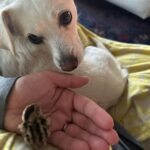 Ricki Lake Instagram - Baby Quail UPDATE : Brought the baby this morning to the California Wildlife Center in Calabasas. Truth, I really wanted to keep it. We had most definitely bonded, but in the end, I knew it had the best chance of surviving with the professionals. Never a dull moment here in Malibu. Thanks for following along. I love nature. Life is precious. ♥️ Dolly, Ross and I already miss it. 🥲 #mitvah #nature #babyanimals #quail #babybird 🐦