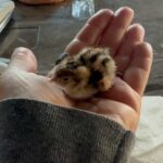 Ricki Lake Instagram - Thank you all for the support and suggestions. It’s a California Quail. I’m taking it to a wildlife rescue when they open tomorrow am. For now the baby is cozy and warm on my heated PEMF mat. (Thanks @higherdose!) I love it so much. (The mat and the baby bird.) ♥️ g’night. 🥰