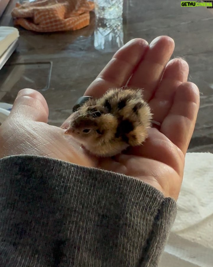 Ricki Lake Instagram - Thank you all for the support and suggestions. It’s a California Quail. I’m taking it to a wildlife rescue when they open tomorrow am. For now the baby is cozy and warm on my heated PEMF mat. (Thanks @higherdose!) I love it so much. (The mat and the baby bird.) ♥️ g’night. 🥰