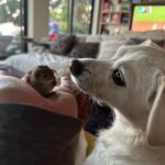 Ricki Lake Instagram - Thank you all for the support and suggestions. It’s a California Quail. I’m taking it to a wildlife rescue when they open tomorrow am. For now the baby is cozy and warm on my heated PEMF mat. (Thanks @higherdose!) I love it so much. (The mat and the baby bird.) ♥️ g’night. 🥰