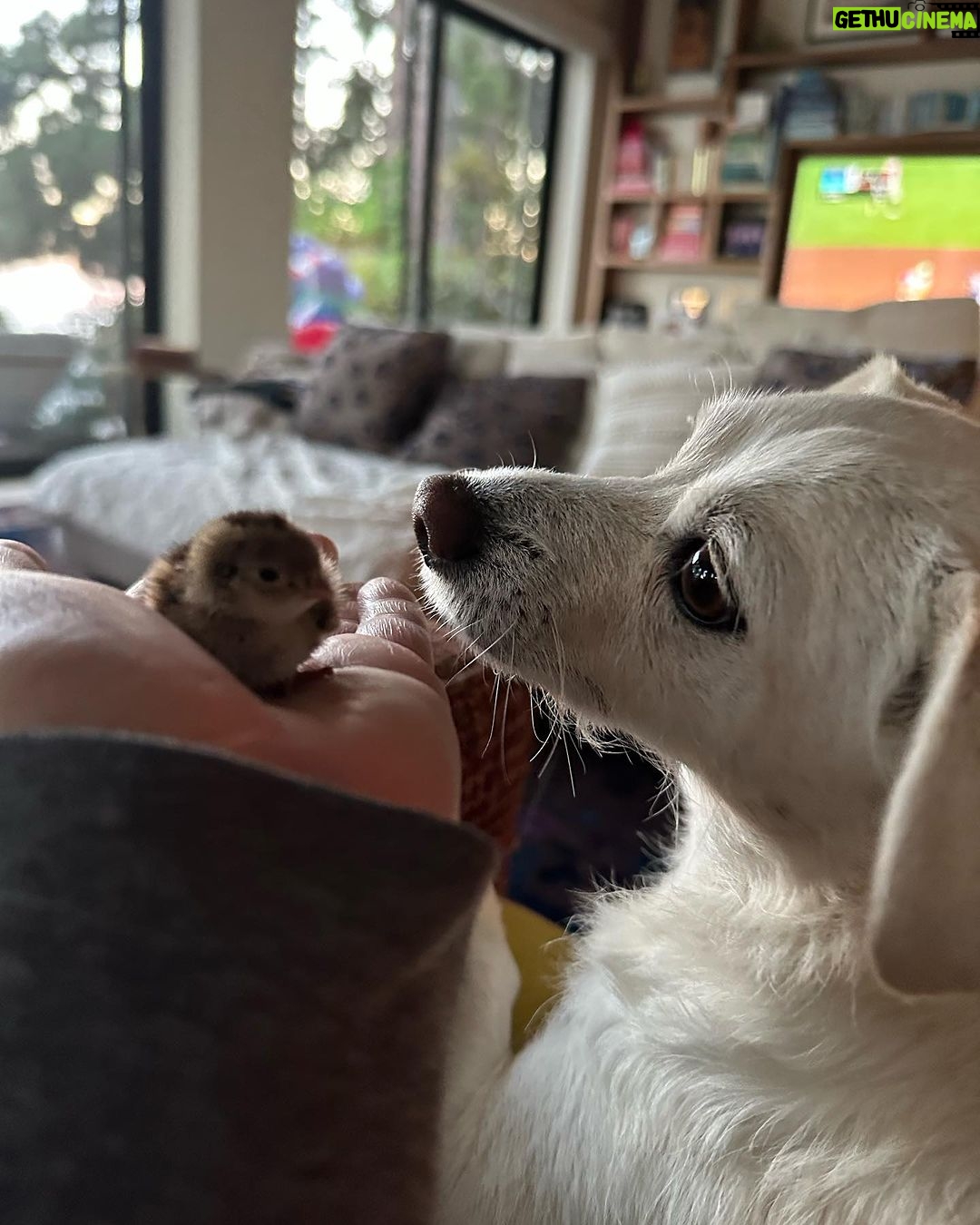 Ricki Lake Instagram - Thank you all for the support and suggestions. It’s a California Quail. I’m taking it to a wildlife rescue when they open tomorrow am. For now the baby is cozy and warm on my heated PEMF mat. (Thanks @higherdose!) I love it so much. (The mat and the baby bird.) ♥️ g’night. 🥰