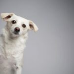 Ricki Lake Instagram - Happy 1 year ‘gotcha day’ to our beloved rescue Dolly. Thank you @dogswithoutborders for saving her and her 5 pups from a high kill shelter. Our lives are infinitely better with dolly in it. Grateful for the incredible fosters who made our family complete. ♥️ #adoptdontshop After/before oh how far you’ve come.