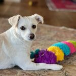 Ricki Lake Instagram - Happy 1 year ‘gotcha day’ to our beloved rescue Dolly. Thank you @dogswithoutborders for saving her and her 5 pups from a high kill shelter. Our lives are infinitely better with dolly in it. Grateful for the incredible fosters who made our family complete. ♥️ #adoptdontshop After/before oh how far you’ve come.