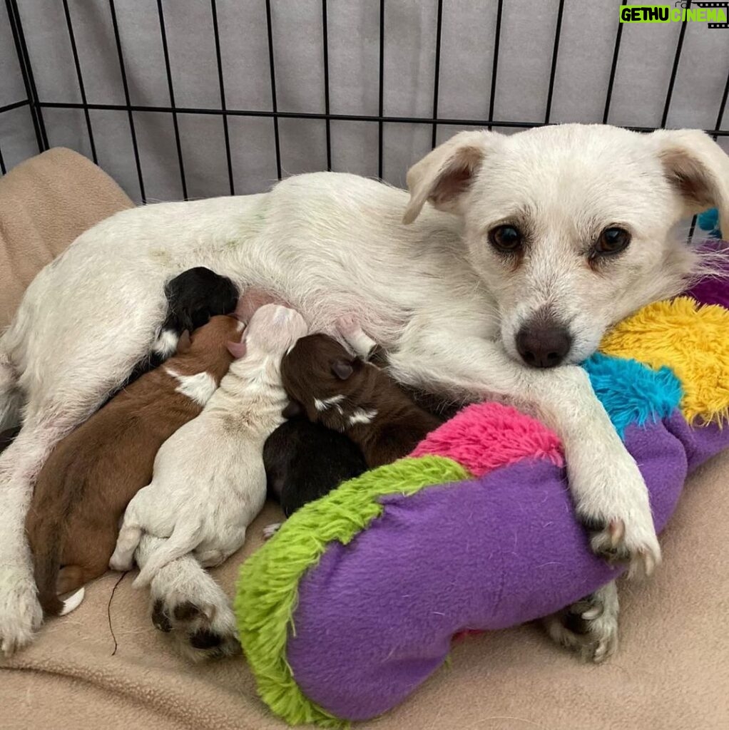 Ricki Lake Instagram - Happy 1 year ‘gotcha day’ to our beloved rescue Dolly. Thank you @dogswithoutborders for saving her and her 5 pups from a high kill shelter. Our lives are infinitely better with dolly in it. Grateful for the incredible fosters who made our family complete. ♥️ #adoptdontshop After/before oh how far you’ve come.