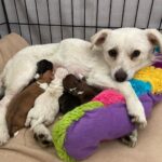 Ricki Lake Instagram - Happy 1 year ‘gotcha day’ to our beloved rescue Dolly. Thank you @dogswithoutborders for saving her and her 5 pups from a high kill shelter. Our lives are infinitely better with dolly in it. Grateful for the incredible fosters who made our family complete. ♥️ #adoptdontshop After/before oh how far you’ve come.