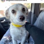 Ricki Lake Instagram - Happy 1 year ‘gotcha day’ to our beloved rescue Dolly. Thank you @dogswithoutborders for saving her and her 5 pups from a high kill shelter. Our lives are infinitely better with dolly in it. Grateful for the incredible fosters who made our family complete. ♥️ #adoptdontshop After/before oh how far you’ve come.