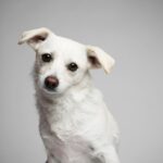 Ricki Lake Instagram - One year ago today. 💔 I have not gotten over this loss and I likely never will. Even as the tears flow writing this, I would do it all over again. And I did. Dolly, another rescue mama dog, came into my life, just 3 weeks after Mama’s untimely passing. Forever grateful to @dogswithoutborders for saving these pups and their puppies. Also, thank you to the fosters who make these rescues possible. #adoptdontshop #rescuedog #rescuemamadog ♥️