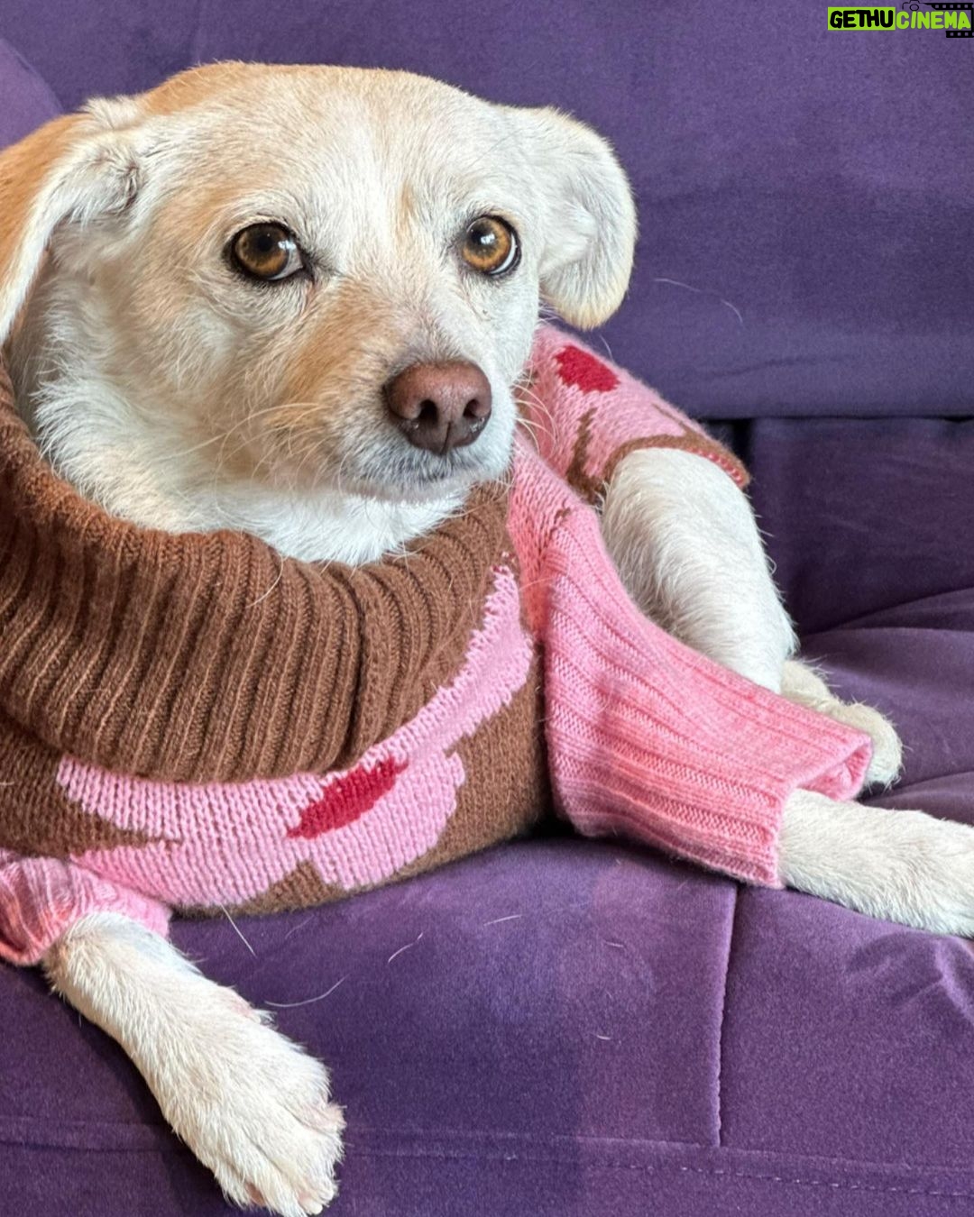 Ricki Lake Instagram - Dolly’s in a #mood. 11:11 ♥️
