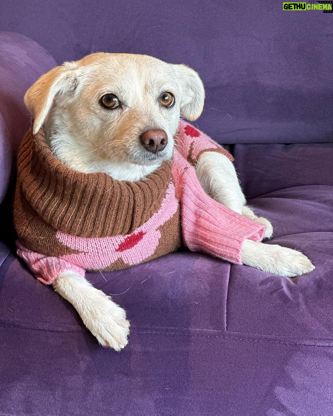 Ricki Lake Instagram - Dolly’s in a #mood. 11:11 ♥️