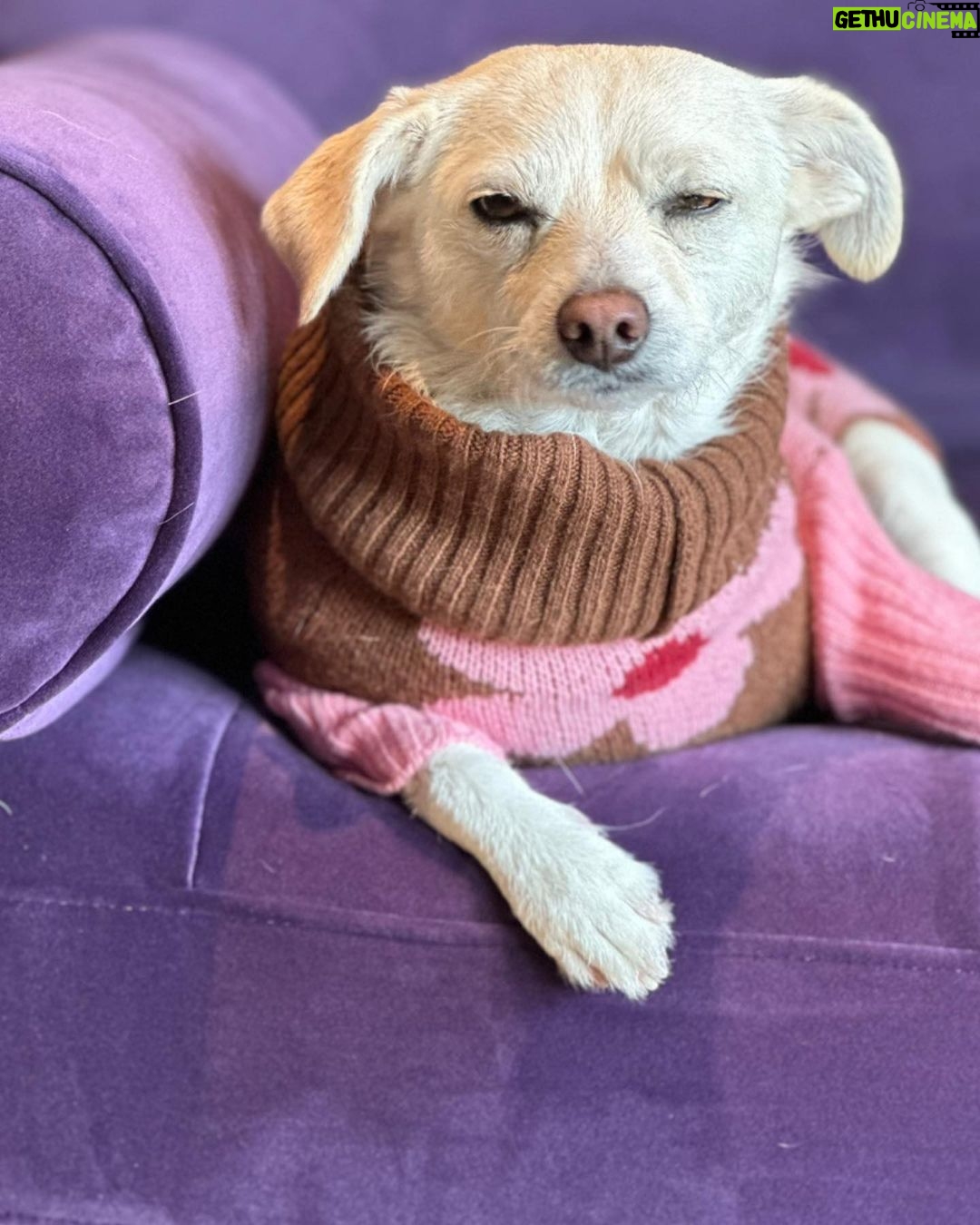 Ricki Lake Instagram - Dolly’s in a #mood. 11:11 ♥️