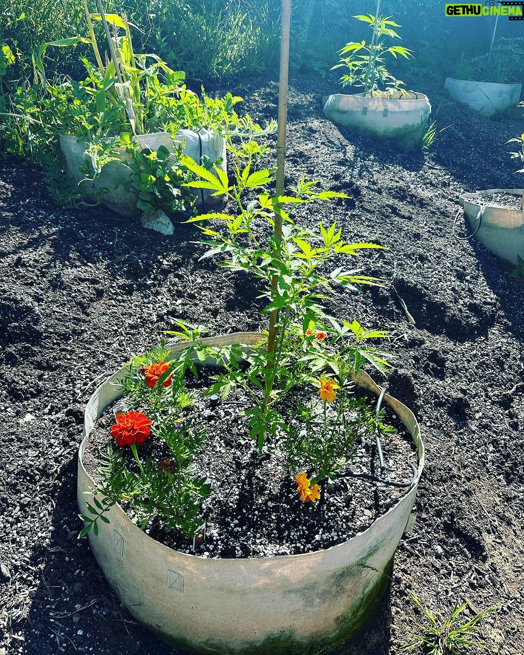 Ricki Lake Instagram - The babies are aâ growing. ððąðŠīð #cannabisismedicine #weedthepeople #rickilakeandbake
