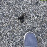 Ricki Lake Instagram - Speaking of bugs…. 🪳 Guys, help me out, WTF is this? Just when I start hiking again… and just outside my driveway, is this what I think it is? 🫣🫣🫣🙏