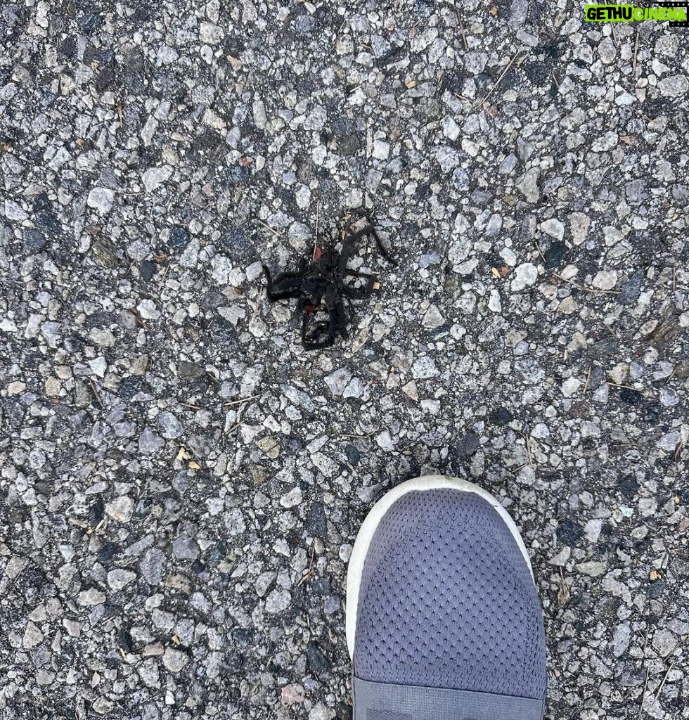 Ricki Lake Instagram - Speaking of bugs…. 🪳 Guys, help me out, WTF is this? Just when I start hiking again… and just outside my driveway, is this what I think it is? 🫣🫣🫣🙏
