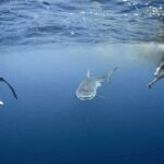 Riley Elliott Instagram - It is so cool to see incredible research projects being done in areas where an issue was raised, regarding sharks, and was later addressed to such incredible extent as this one - The Tiger Sharks of Norfolk Island. Some of you may remember the Shark Week shows I did there in 2019 and 2021 - Headstone Hell - where we saw insane imagery of cow eating sharks - no one had ever dived with these sharks intentionally, and no one really knew much about them, other than the fact that they aggregated in a bay where cow offal was dumped regularly. The disposal wasn't a barbaric ritual or anything, it was simply a practice done for 100 years, in order to avoid ground water contamination if buried underground on this tiny island. Evolving government rule and spreading bureaucracy meant marine park restrictions would ban the disposal of offal, which raised the question from locals (who never had any adverse interactions with sharks historically), will this alter the sharks behaviour towards us? Some people may critique Shark Week, but in this case, it enabled myself and an amazing team to use science, exploration, and definitely some balls, to generate a greater understanding as to why the most Tiger sharks ever seen, aggregate at this site, and how reliant they are on the food provisioning. As is only capable in a TV show window of time, we made incredible but short term discoveries, and proposed to the Australian government, that local research should be undertaken in order to ensure human and shark co-existence continues in this amazing place. I am SOOOO stoked to see the incredible work of local Aussie researchers doing exactly that. Check out this awesome study summary https://storymaps.arcgis.com/stories/9d01e95d93b54978a386f4754a3f8f8e (link in bio) it is so engaging, so well done, with such novel discoveries, and many many questions answered for locals, by fellow nationals. I love it when you see great progress made in a manner that is using modern forms of science coms. Thank you to all the amazing Norfolk locals who shared their wonderful backyard, and thank you to fellow shark researchers from Aussie, who spearheaded this ongoing research. Incredible work.