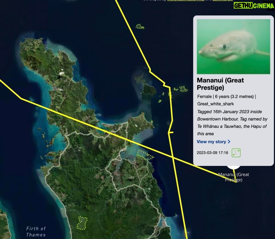 Riley Elliott Instagram - Great White App update!!! After some time below water we have some recent pings from our Great White sharks. Mananui has made an incredible return journey to the Coromandel region, just offshore of the Alderman Island where I live in Tairua!!! Mananui had gone all the way around the top of the north island to 90Mile Beach on the West Coast!!! And has now returned through the Hauraki Gulf, down to the Coromandel mussel farms, back up and around the tip of the Coromandel Peninsula and now just offshore of the Alderman Islands as said. Incredible really. Where to next? In totally different fashion, SWAJ continues to remain in Doubtless Bay Area. There must be some small fish prey teeming in this area to hold her there for so long. I got a low accuracy location just the other day which shows she is still there. And then the infamous Daisy has pinged after a month of silence. It shows us that these sharks do not need to surface regularly and thus the locations we get, can go quiet for a while but the shark is fine. Stoked to see Daisy again, I know she is a fan fave. I have tried very hard to deploy more tags but the unprecedented weather and road closures have made it incredibly challenging to do so. I also feel that the flood waters along the harbours and coastline have pushed normal fish life patterns offshore or further north, hence the sharks all moving quite far from tagging locations. I appreciate the patience, especially from those who have sponsored tags but this is the reality of working with nature it seems. There will be more I promise. But for now let’s continue to enjoy these three amazing sharks!!!