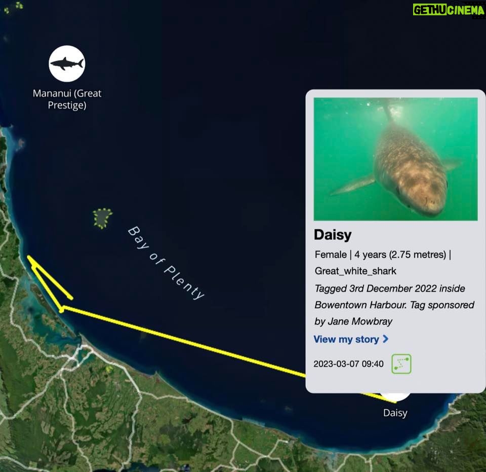 Riley Elliott Instagram - Great White App update!!! After some time below water we have some recent pings from our Great White sharks. Mananui has made an incredible return journey to the Coromandel region, just offshore of the Alderman Island where I live in Tairua!!! Mananui had gone all the way around the top of the north island to 90Mile Beach on the West Coast!!! And has now returned through the Hauraki Gulf, down to the Coromandel mussel farms, back up and around the tip of the Coromandel Peninsula and now just offshore of the Alderman Islands as said. Incredible really. Where to next? In totally different fashion, SWAJ continues to remain in Doubtless Bay Area. There must be some small fish prey teeming in this area to hold her there for so long. I got a low accuracy location just the other day which shows she is still there. And then the infamous Daisy has pinged after a month of silence. It shows us that these sharks do not need to surface regularly and thus the locations we get, can go quiet for a while but the shark is fine. Stoked to see Daisy again, I know she is a fan fave. I have tried very hard to deploy more tags but the unprecedented weather and road closures have made it incredibly challenging to do so. I also feel that the flood waters along the harbours and coastline have pushed normal fish life patterns offshore or further north, hence the sharks all moving quite far from tagging locations. I appreciate the patience, especially from those who have sponsored tags but this is the reality of working with nature it seems. There will be more I promise. But for now let’s continue to enjoy these three amazing sharks!!!