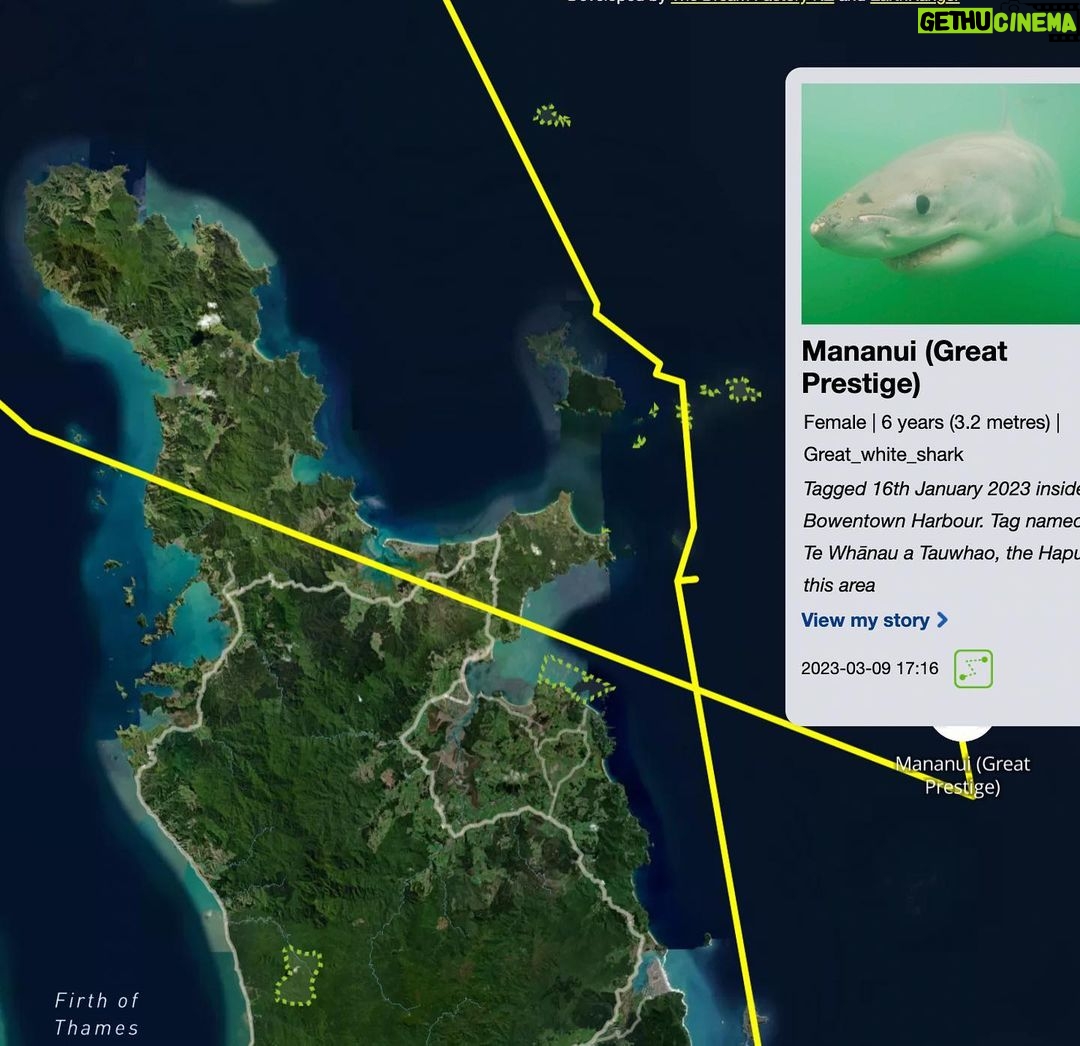 Riley Elliott Instagram - Great White App update!!! After some time below water we have some recent pings from our Great White sharks. Mananui has made an incredible return journey to the Coromandel region, just offshore of the Alderman Island where I live in Tairua!!! Mananui had gone all the way around the top of the north island to 90Mile Beach on the West Coast!!! And has now returned through the Hauraki Gulf, down to the Coromandel mussel farms, back up and around the tip of the Coromandel Peninsula and now just offshore of the Alderman Islands as said. Incredible really. Where to next? In totally different fashion, SWAJ continues to remain in Doubtless Bay Area. There must be some small fish prey teeming in this area to hold her there for so long. I got a low accuracy location just the other day which shows she is still there. And then the infamous Daisy has pinged after a month of silence. It shows us that these sharks do not need to surface regularly and thus the locations we get, can go quiet for a while but the shark is fine. Stoked to see Daisy again, I know she is a fan fave. I have tried very hard to deploy more tags but the unprecedented weather and road closures have made it incredibly challenging to do so. I also feel that the flood waters along the harbours and coastline have pushed normal fish life patterns offshore or further north, hence the sharks all moving quite far from tagging locations. I appreciate the patience, especially from those who have sponsored tags but this is the reality of working with nature it seems. There will be more I promise. But for now let’s continue to enjoy these three amazing sharks!!!