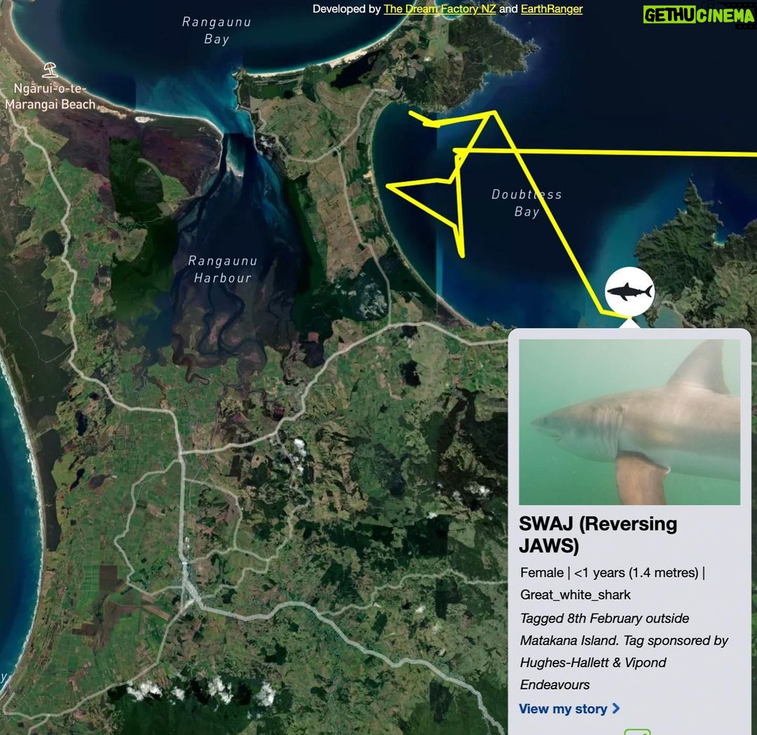 Riley Elliott Instagram - Great White App update!!! After some time below water we have some recent pings from our Great White sharks. Mananui has made an incredible return journey to the Coromandel region, just offshore of the Alderman Island where I live in Tairua!!! Mananui had gone all the way around the top of the north island to 90Mile Beach on the West Coast!!! And has now returned through the Hauraki Gulf, down to the Coromandel mussel farms, back up and around the tip of the Coromandel Peninsula and now just offshore of the Alderman Islands as said. Incredible really. Where to next? In totally different fashion, SWAJ continues to remain in Doubtless Bay Area. There must be some small fish prey teeming in this area to hold her there for so long. I got a low accuracy location just the other day which shows she is still there. And then the infamous Daisy has pinged after a month of silence. It shows us that these sharks do not need to surface regularly and thus the locations we get, can go quiet for a while but the shark is fine. Stoked to see Daisy again, I know she is a fan fave. I have tried very hard to deploy more tags but the unprecedented weather and road closures have made it incredibly challenging to do so. I also feel that the flood waters along the harbours and coastline have pushed normal fish life patterns offshore or further north, hence the sharks all moving quite far from tagging locations. I appreciate the patience, especially from those who have sponsored tags but this is the reality of working with nature it seems. There will be more I promise. But for now let’s continue to enjoy these three amazing sharks!!!