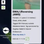Riley Elliott Instagram - Incredible movement patterns by SWAJ which are almost mirror images of Mananui’s migration to the West Coast’s 90mile beach. This is fascinating for several reasons. Firstly these are two totally different demographics/ages. SWAJ is a new born GW which should be residing in nursery ground areas, which in theory would have suggested she stayed within or at close proximity to Tauranga Harbour. So has she been forced out of the region due to a murky flood water harbour so dirty she can’t visually hunt, or perhaps GW nursery range is larger than theorised. Secondly, why this specific path, so similar to Mananui? We know that sharks can migrate entire oceans and therefore are able to accurately navigate, so perhaps there are key features or ‘road signs’ used by both sharks. If so, what is amazing is that the ability to read these is pure instinct as baby GWs receive no parental guidance. The other option for such paths & one I looked into to ensure it wasn’t the case, is these are human tracks and the shark and tag are on a boat! I feared this with Mananui, in seeing such direct paths and when she then went into Whangarei port area. But with both tags I receive temperature and wet/dry sensor data which show that they are not on a boat, and are in fact just doing something that’s almost unbelievable. What is a very real risk however, is several of the hotspot bays these sharks are visiting, are some of the areas where a recent NIWA fishery report showed that 53 GWs had been killed over the past decade as bycatch in commercial set nets/gill nets. Furthermore we’ve seen dozens either caught or wash up dead after recreational set nets and longlines have entangled GWs. Takami showed us first hand, the very real gauntlet that these sharks run each day. I am not against fishing at all, and fishers in general aren’t against sharks, and if they are they should know that more sharks mean healthier populations of fish they are after. So the common goal should be to identify areas of critical habitat for these endangered GWs and contrast that with human induced risk to them & us, as that can empower an informed ability to co-exist. That is the GW Projects goal