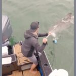 Riley Elliott Instagram - Shark research is hard. It takes time, dedication, education, economics, support, community, understanding, a thick skin. To many people see the instant gratification of social media and critique things in to much haste. Theres more to people than posting. We seem to forget there’s people behind posts. Thanks for the edit insight @amberandfriendsphoto