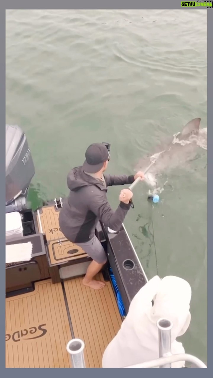 Riley Elliott Instagram - Shark research is hard. It takes time, dedication, education, economics, support, community, understanding, a thick skin. To many people see the instant gratification of social media and critique things in to much haste. Theres more to people than posting. We seem to forget there’s people behind posts. Thanks for the edit insight @amberandfriendsphoto