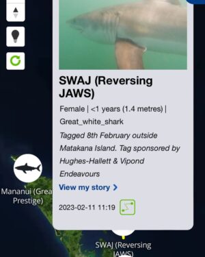 Riley Elliott Instagram - Another Great White shark has been tagged and is on the Great White App!
It’s name is SWAJ - named by sponsors who wanted to help reverse the JAWS mentality - and what better a shark than this amazing 1.4m long, less than one year old new born. A very novel shark to tag. She is the second I have seen in this area which reflects how important it is for the species. On the same day as I tagged this shark I unfortunately also got news that Takami’s tag was torn off by a fishing longline put out off the beach using a kontiki. From the report it would appear that Takami interacted with the line, either for its bait or a fish that was hooked, and she got hooked herself and panicked, becoming entangled. She broke free but the tag got snagged on the longline which was recovered when they reeled it in. I am very grateful for the guys reporting it to me and are sending the tag back for re-deployment later. It is not their fault at all, as they were just tying to catch a feed in what is a very low bycatch manner. It has however become a more common source of juvenile GW interactions. These men were doing the right thing, watching their longline so they could have released any bycatch that may occur. It appears Takami got away ok but I am gutted that we won’t be able to follow her movements anymore. This tagging project is designed to help us learn more about their critical habitat so that we can ensure we don’t adversely interact with them and vice versa. At this stage however, as seen through Takami and in tagging SWAJ, a baby Gw, it would appear that they are vulnerable little sharks likely facing greater risks day to day from fishing interactions. Please don’t use set nets in areas with larger animal presence and if you accidentally hook a shark on a line, please cut the line at the hook and release the shark immediately while it remains in the water. If it’s a GW this is a legal obligation and you must report it to DOC. 

The Great White App is now available on the Google store for Android, for a small fee that supports the running of this project. It is being developed for Apple asap and it as always is available free to view at sustainableoceansociety.co.nz