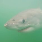 Riley Elliott Instagram - The third Great White shark has been tagged!!! Mananui is named by Te Whānau a Tauwhao, the Hapū of the area where she was tagged. She is a female Great White shark, 3.2m in length, making her the largest Great White tagged so far. Her presence was awe inspiring, in size and demeanour. She wears battle scars and scratches, but was cautious and calculated. This prestige led to her naming; Mananui is the inshore headland of Bowentown, looking over the area she was tagged. Mananui was a stronghold Pā site protecting Te Whānau a Tauwhao people. This Great White was identified through fishermen photos by Dr Elliott, as having resided in this area for the last three summers and thus, like Mananui the Pā, she represents a stronghold presence of prestige and great mana. At this size she is classified as a sub-adult, which means she is no longer a juvenile, but is not reproductively mature. Generally at this size/age, Great Whites’ metabolism speeds up, requiring them to feed on seals. Their teeth widen for hunting this prey, compared to more needle-like teeth of juveniles which eat fish. Mananui is now on the Great White App so follow her movements live every time she surfaces. This tag was offered as a Koha to the local Iwi of this area, who culturally respect the Moana and animals which reside in it. The presence of Great Whites in their area is seen as a blessing, as Māori myth and legend depict the Great White as a guardian of people, with the legendary Mangoroa being a Great White which was placed into the night sky becoming the Milky Way as we see it today. I was humbled to have the local Hapū Te Whanau a Tauwhao bless my Waka with a Karakia for its voyage in tagging Great Whites in this Moana. While it may look intense tagging her, you will see that the specific tag placement is as non invasive as it gets in this field of work and that’s reflected by the fact that she turned right around and continued to bless us with her interactions for several hours. And thank you to @extremeboats.nz @yamahamarinenz @gfabtrailers @raymarine_nz @mazda_nz @seadek for their support in enabling this Waka to do her mission.